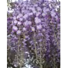 Gausiažiedė visterija - Wisteria floribunda ISSAI-NAGA