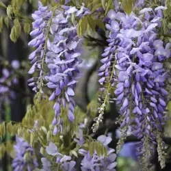 Gausiažiedė (japoninė) visterija ALBA - Wisteria floribunda Alba