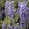 Gausiažiedė (japoninė) visterija ALBA - Wisteria floribunda Alba