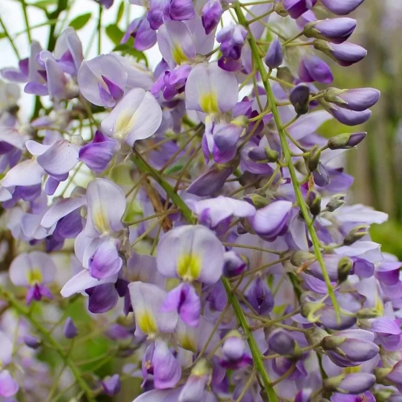 Gausiažiedė visterija - Wisteria floribunda ISSAI-NAGA