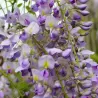 Gausiažiedė (japoninė) visterija ALBA - Wisteria floribunda Alba
