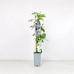 Gausiažiedė (japoninė) visterija ALBA - Wisteria floribunda Alba