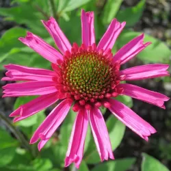 Echinacea DELICIOUS CANDY