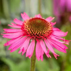 Echinacea DELICIOUS CANDY