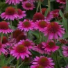 Echinacea DELICIOUS CANDY