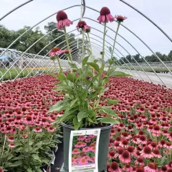 Ežiuolė - Echinacea DELICIOUS CANDY