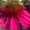 Ežiuolė - Echinacea DELICIOUS CANDY