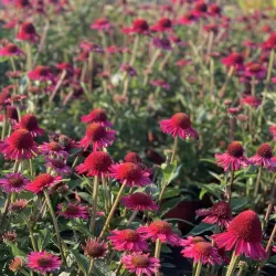 Echinacea DELICIOUS CANDY