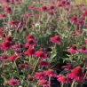 Echinacea DELICIOUS CANDY