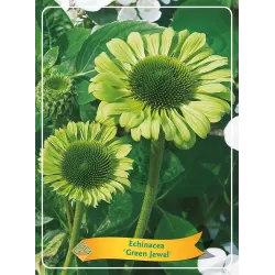 Echinacea GREEN JEWEL