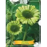 Echinacea GREEN JEWEL