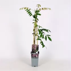 Gausiažiedė visterija - Wisteria floribunda HONBENI