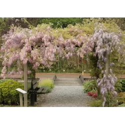Gausiažiedė visterija - Wisteria floribunda HONBENI