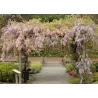 Gausiažiedė visterija - Wisteria floribunda HONBENI