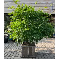 Gausiažiedė visterija - Wisteria floribunda HONBENI
