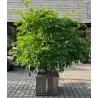 Gausiažiedė (japoninė) visterija ALBA - Wisteria floribunda Alba