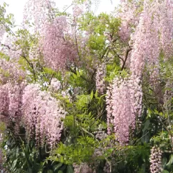 Gausiažiedė visterija - Wisteria floribunda HONBENI