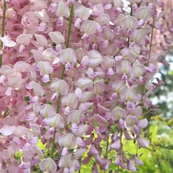 Gausiažiedė visterija - Wisteria floribunda HONBENI