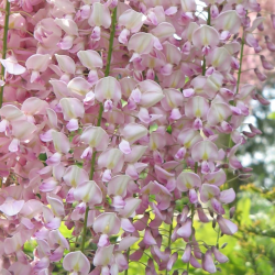 Gausiažiedė (japoninė) visterija ALBA - Wisteria floribunda Alba