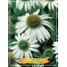 Ežiuolė - Echinacea purpurea WHITE