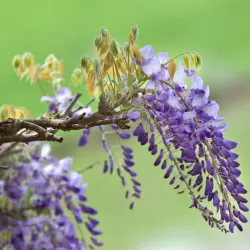 Dailioji (šilkinė) visterija - Wisteria brachybotris OKAYAMA