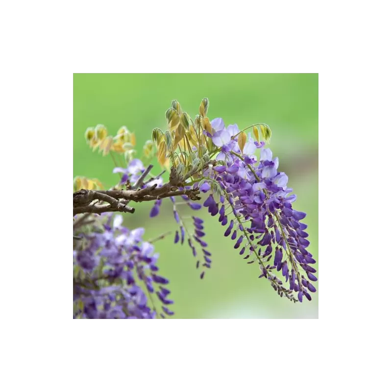 Dailioji (šilkinė) visterija - Wisteria brachybotris OKAYAMA