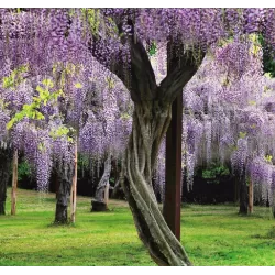 Dailioji (šilkinė) visterija - Wisteria brachybotris OKAYAMA