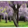 Dailioji (šilkinė) visterija - Wisteria brachybotris OKAYAMA