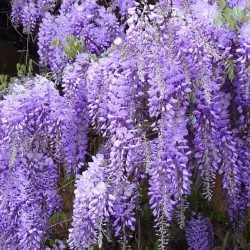 Dailioji (šilkinė) visterija - Wisteria brachybotris OKAYAMA