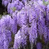 Dailioji (šilkinė) visterija - Wisteria brachybotris OKAYAMA