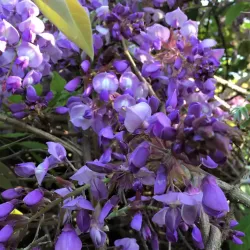 Dailioji (šilkinė) visterija - Wisteria brachybotris OKAYAMA
