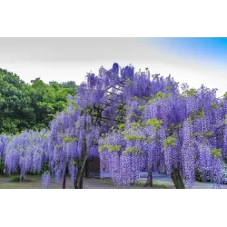 Dailioji (šilkinė) visterija - Wisteria brachybotris OKAYAMA
