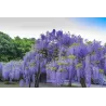 Dailioji (šilkinė) visterija - Wisteria brachybotris OKAYAMA