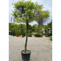 Gausiažiedė (japoninė) visterija ALBA - Wisteria floribunda Alba