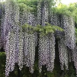 Gausiažiedė (japoninė) visterija ALBA - Wisteria floribunda Alba