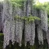 Gausiažiedė (japoninė) visterija ALBA - Wisteria floribunda Alba