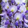 Gausiažiedė visterija - Wisteria floribunda ERANTHEMA (ROYAL PURPLE)