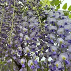 Gausiažiedė (japoninė) visterija ALBA - Wisteria floribunda Alba