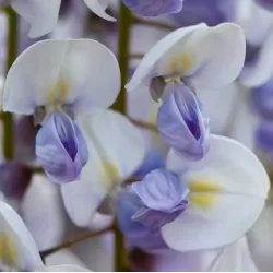 Gausiažiedė visterija - Wisteria floribunda ERANTHEMA (ROYAL PURPLE)