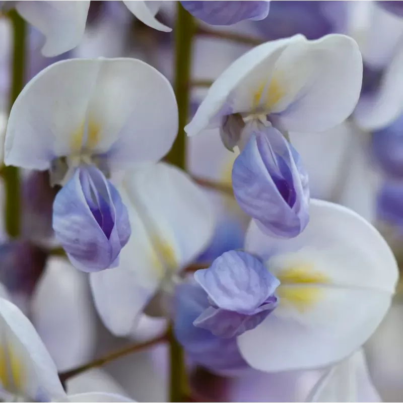Gausiažiedė (japoninė) visterija ALBA - Wisteria floribunda Alba
