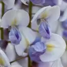 Gausiažiedė (japoninė) visterija ALBA - Wisteria floribunda Alba