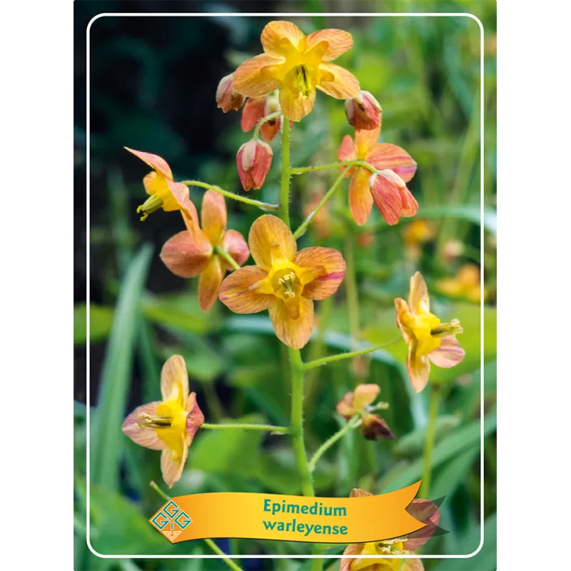 Epimedium warleyense