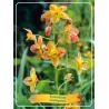 Epimedis - Epimedium warleyense