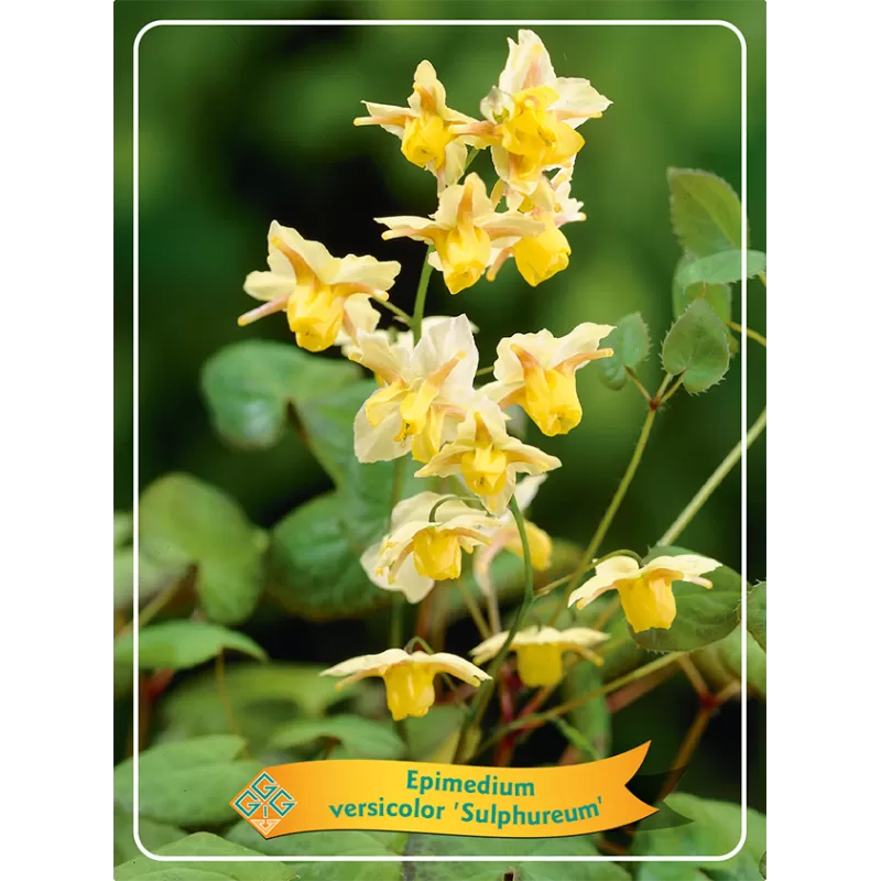 Epimedium SULPHUREUM