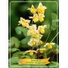 Epimedium SULPHUREUM