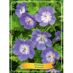 Snapučių Rozanne sodinukai su pristatymu į namus