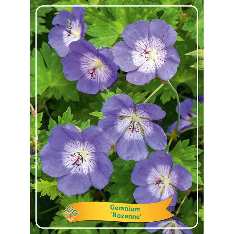 Snapučių Rozanne sodinukai su pristatymu į namus