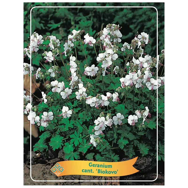 Geranium Biokovo