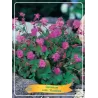 Geranium KARMINA