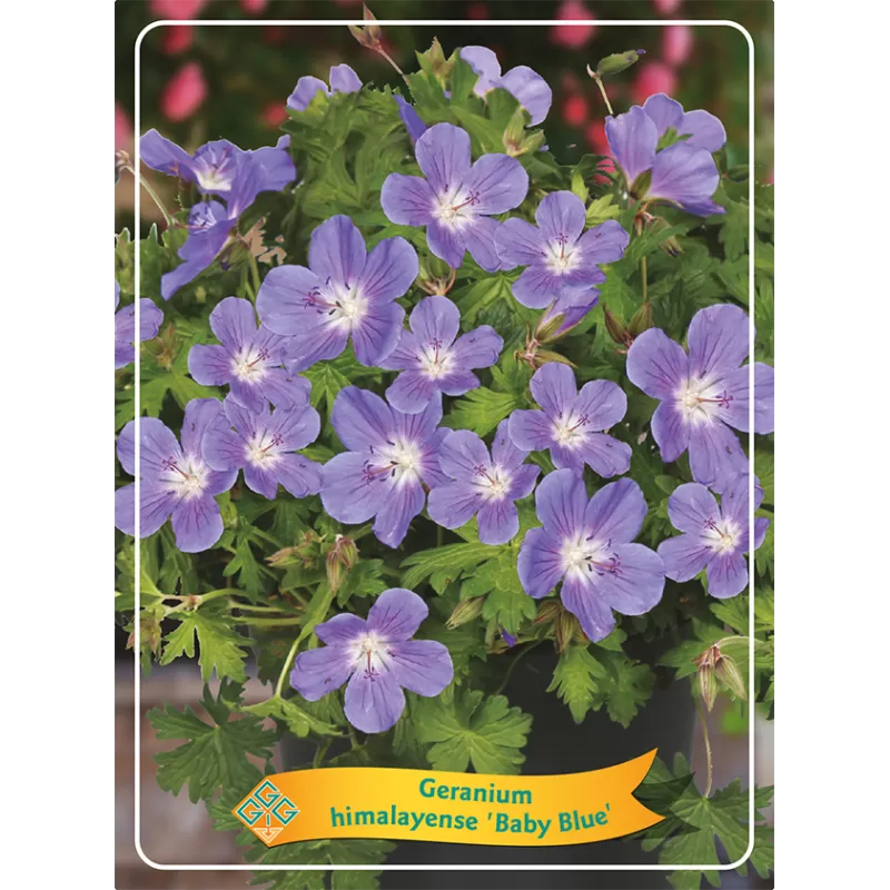 Geranium hymeleyense BABY BLUE